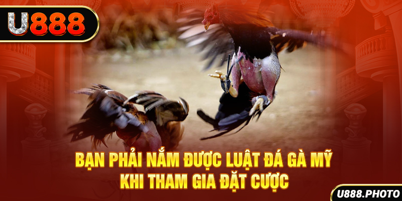Bạn phải nắm được luật đá gà Mỹ khi tham gia đặt cược